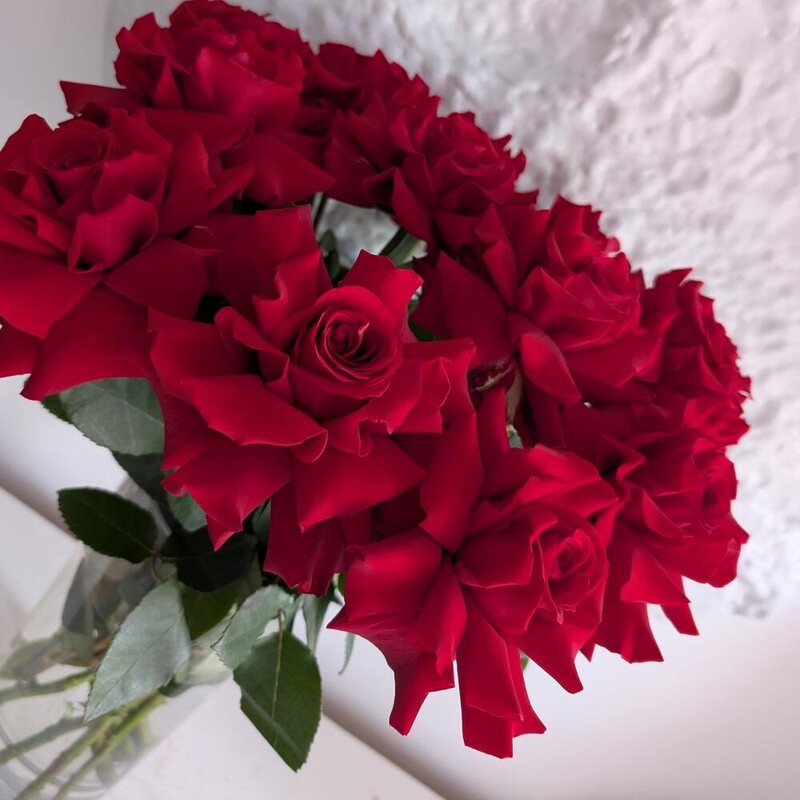 Роза французская красная