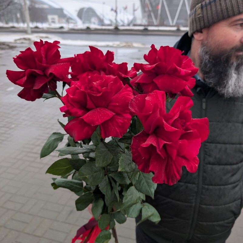 Роза французская красная