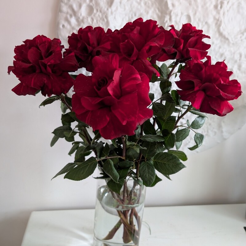 Роза французская красная