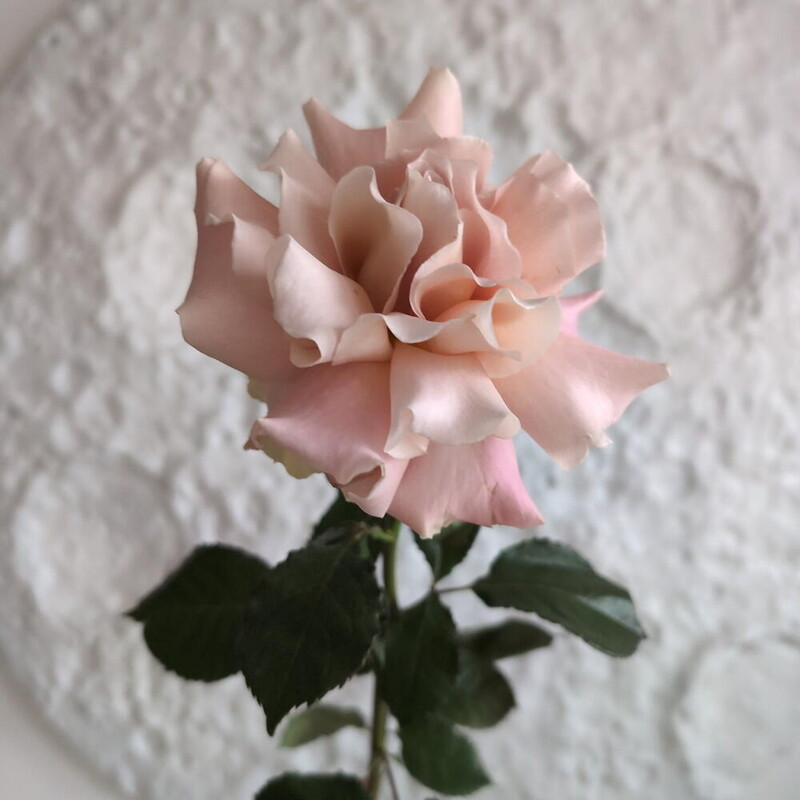 Роза французская розовая