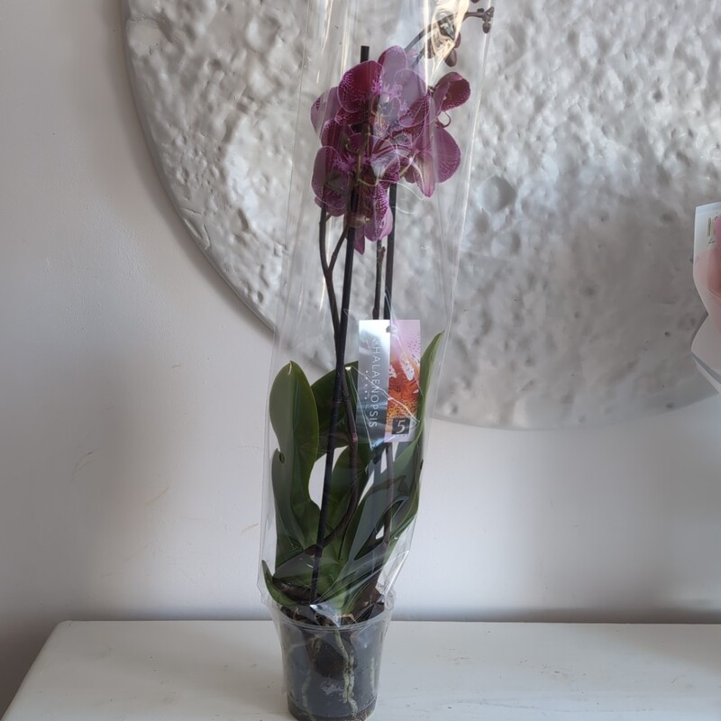 Орхидея фиолетовая 2 цветоноса