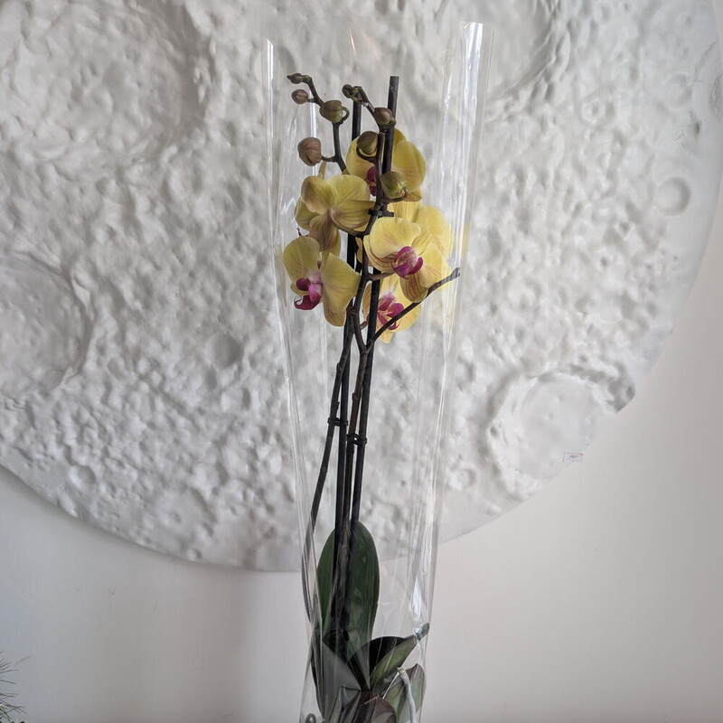 Орхидея желтая