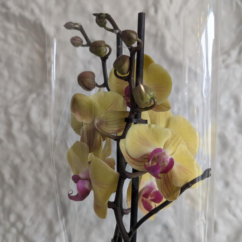 Орхидея желтая