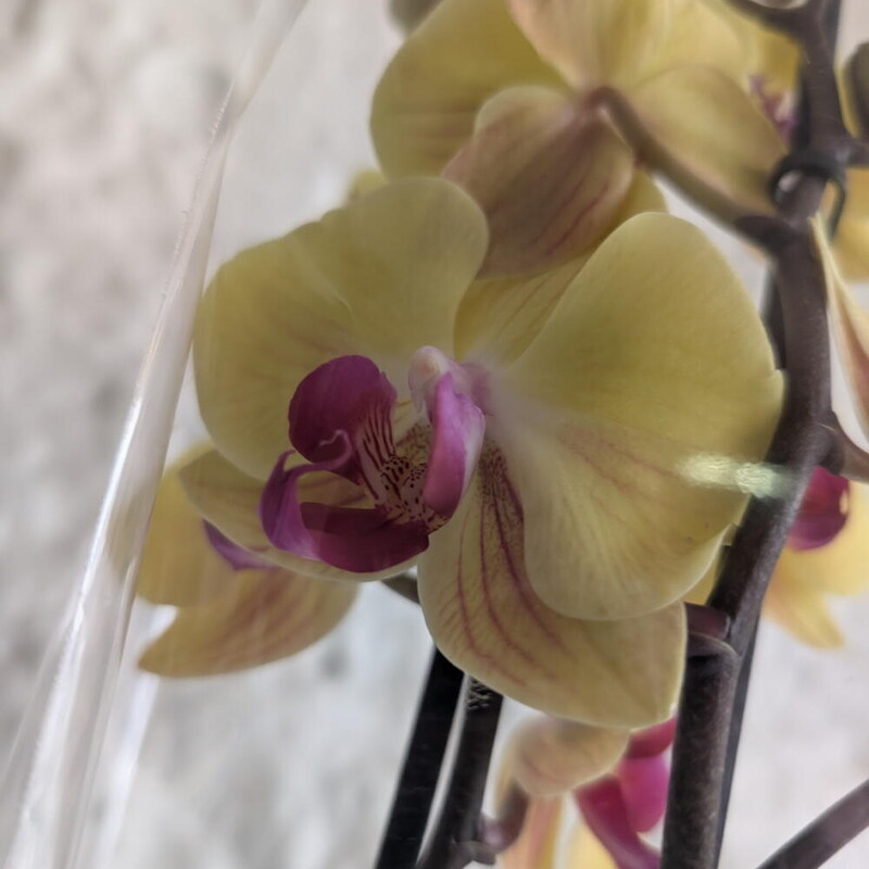 Орхидея желтая