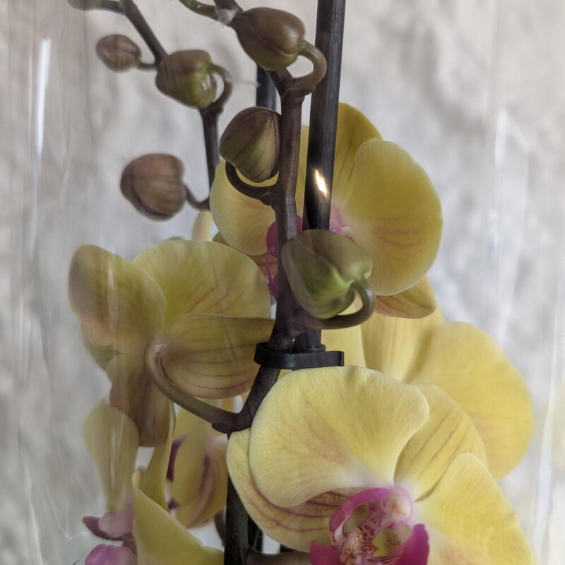 Орхидея желтая