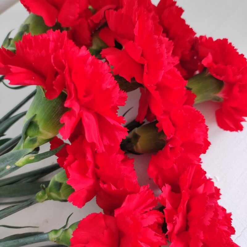 Гвоздика с лентой