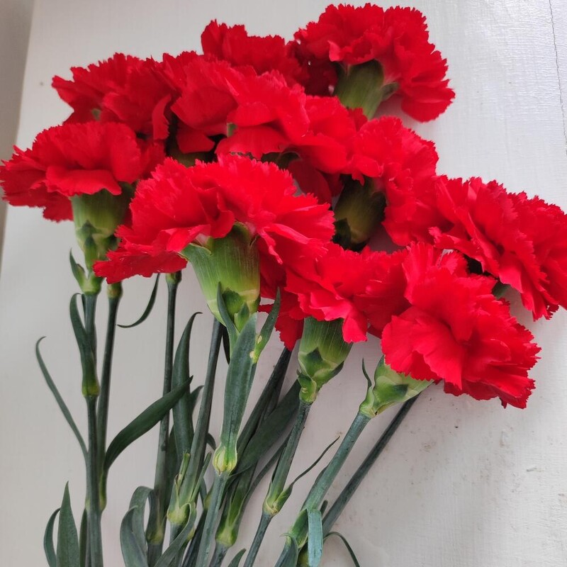 Гвоздика с лентой