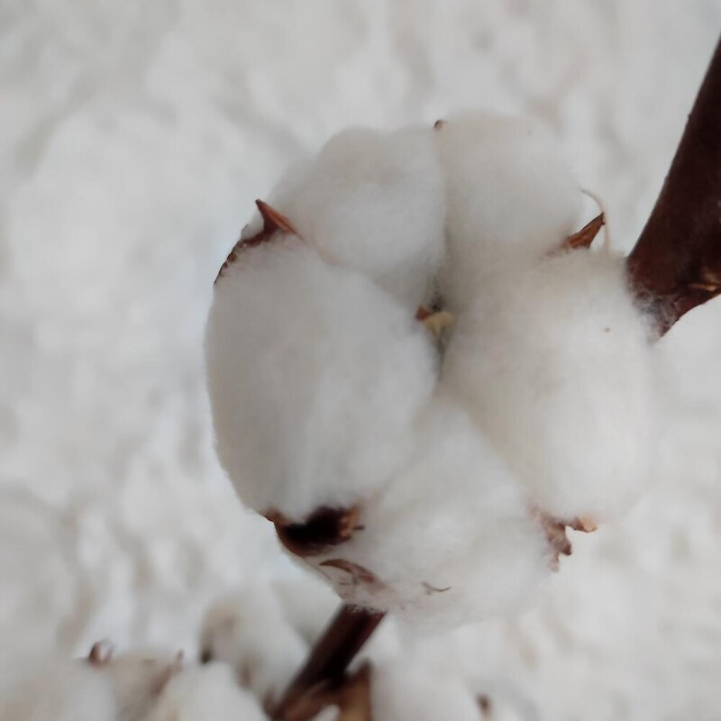 Хлопок натуральный