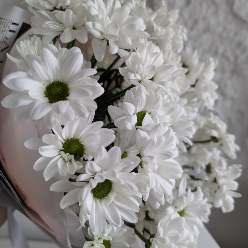 105 белых ромашек