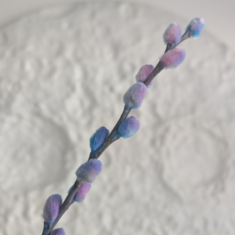 Ветка вербы крашеная