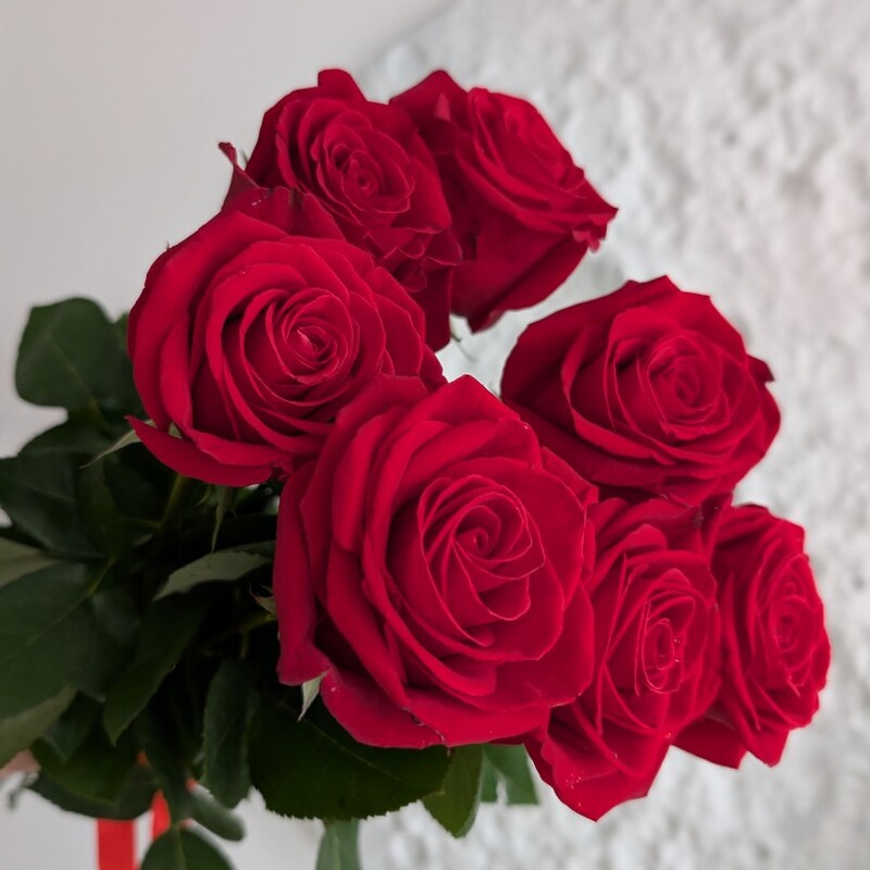 Розы красные