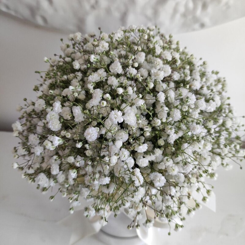 Коробочка с гипсофилой