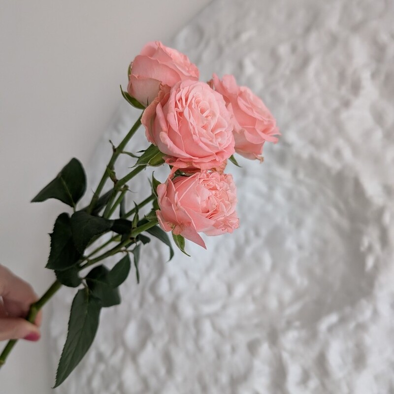 Роза кустовая пионовидная 