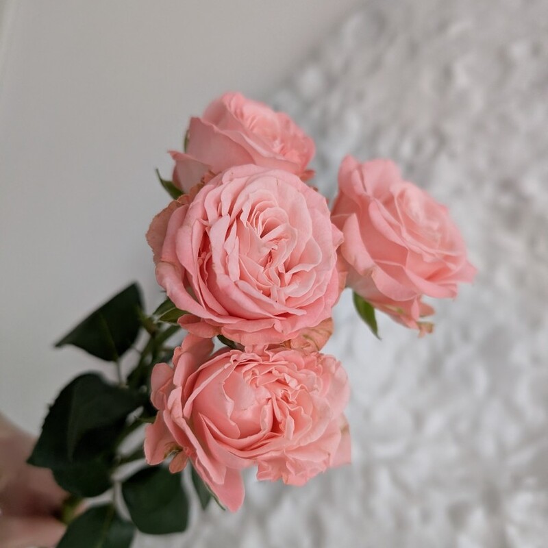 Роза кустовая пионовидная 