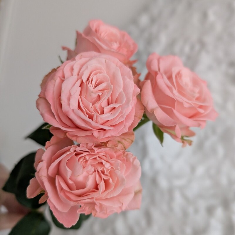 Роза кустовая пионовидная 