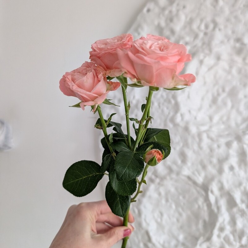 Роза кустовая пионовидная 