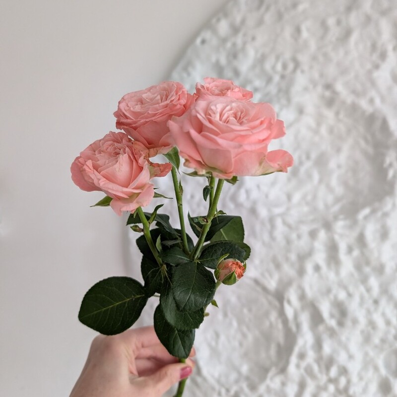 Роза кустовая пионовидная 