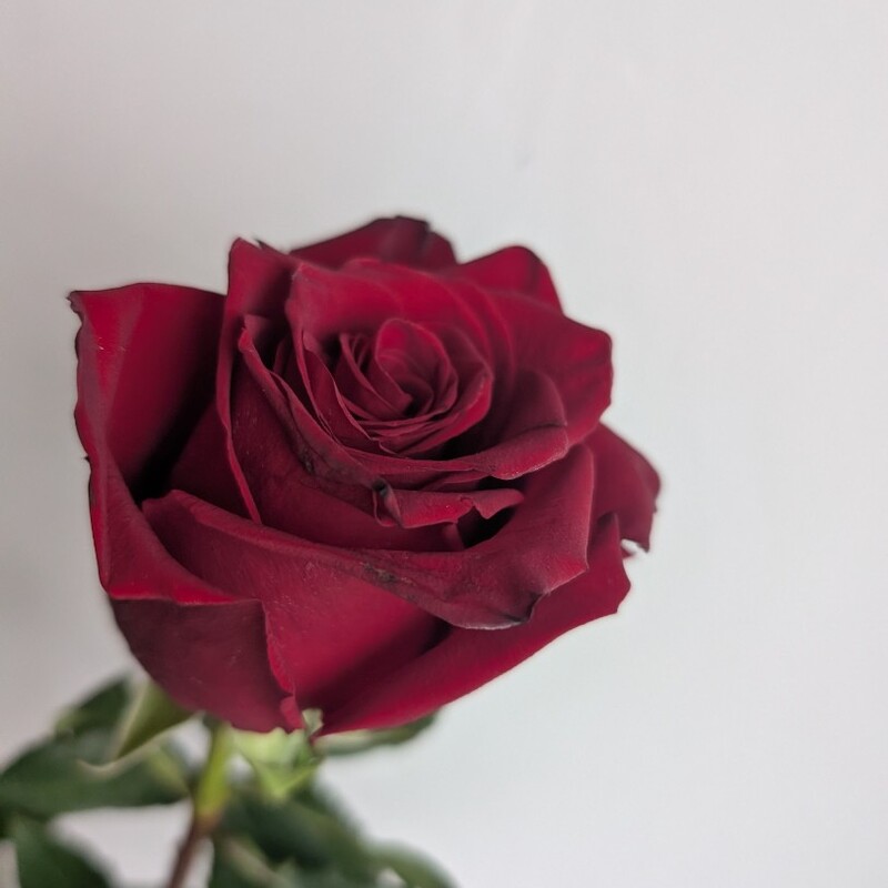 Роза красная, 60 см