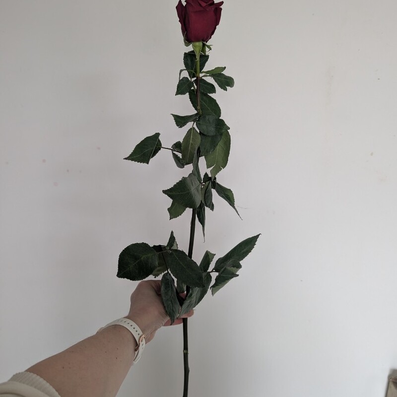 Роза красная, 60 см