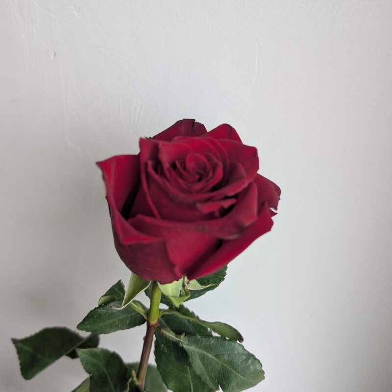 Роза красная, 60 см