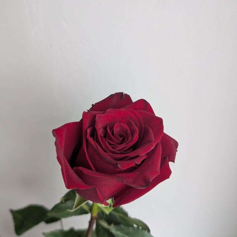 Роза красная, 60 см