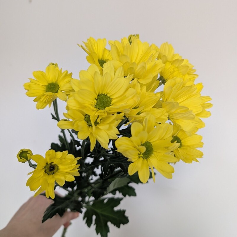 Ромашка солнечная