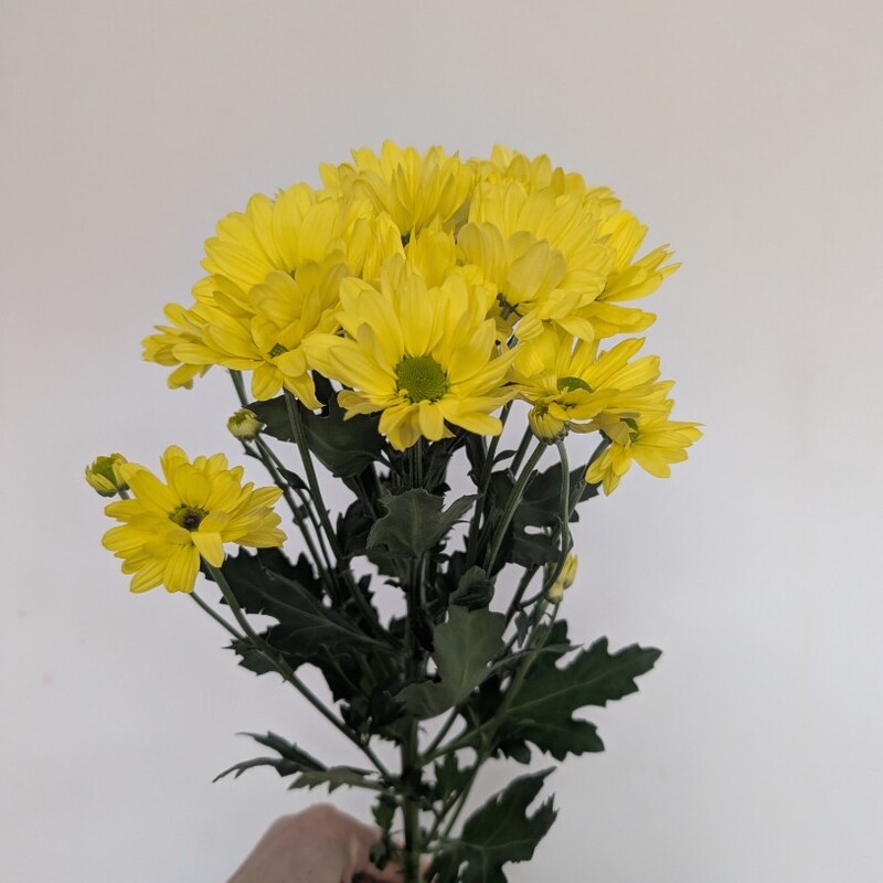 Ромашка солнечная