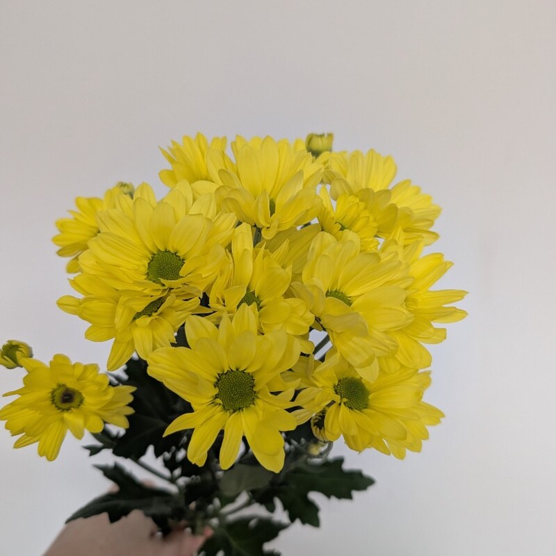 Ромашка солнечная