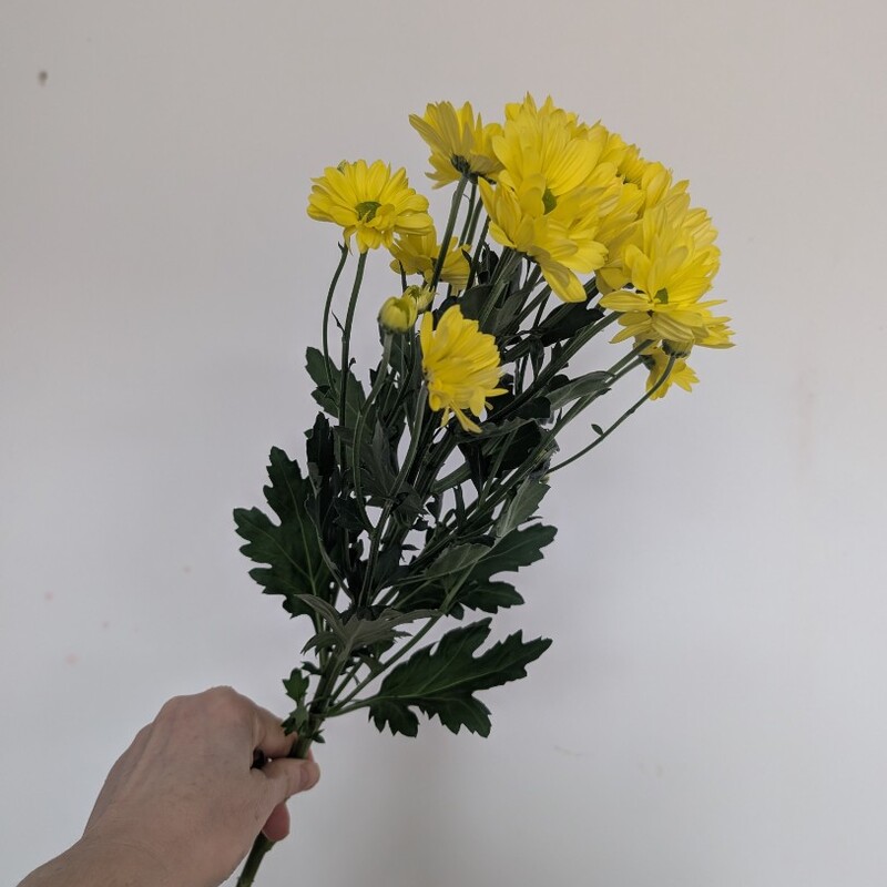 Ромашка солнечная