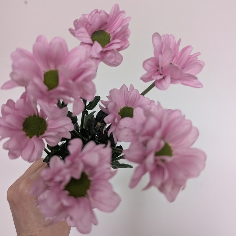 Ромашка розовая