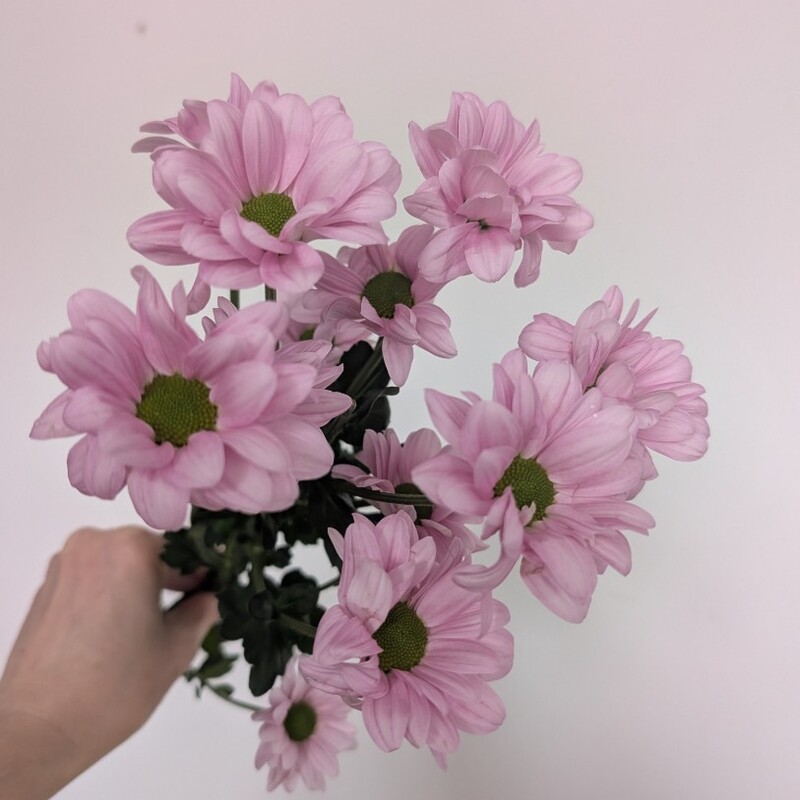 Ромашка розовая