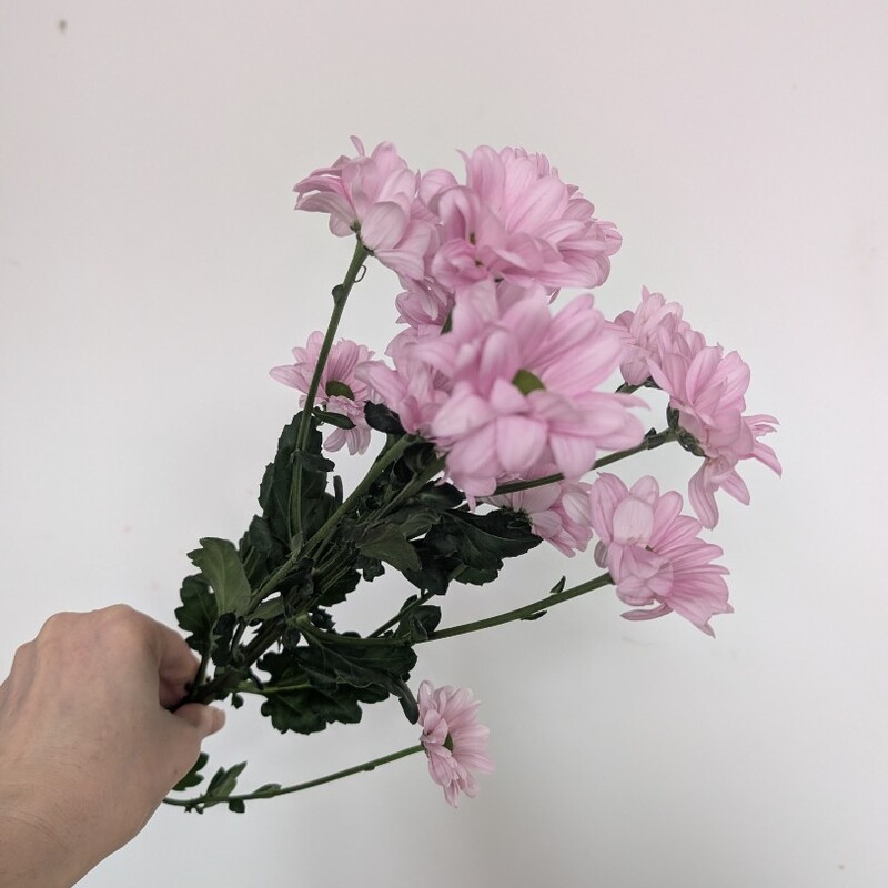 Ромашка розовая