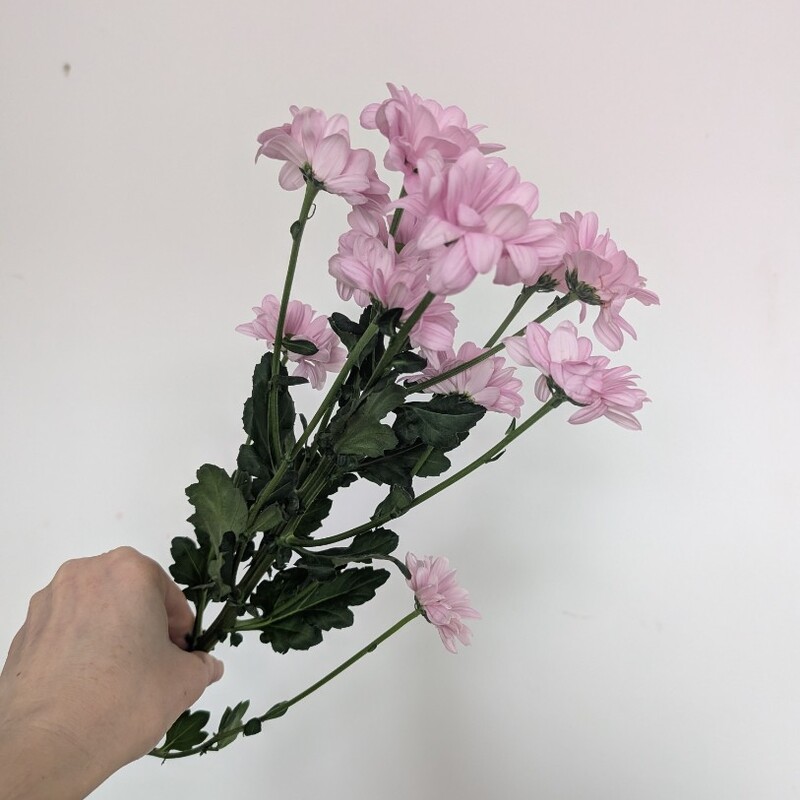 Ромашка розовая