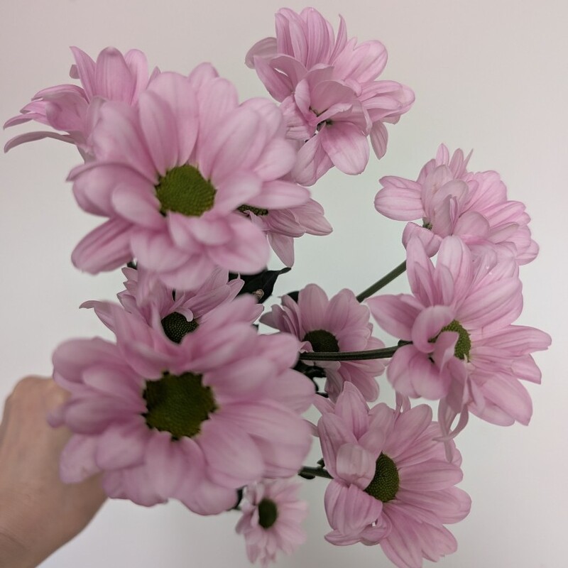 Ромашка розовая