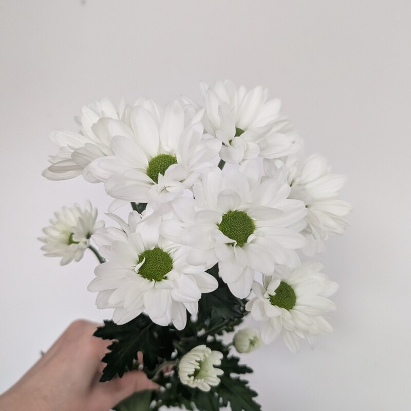 Ромашка белая