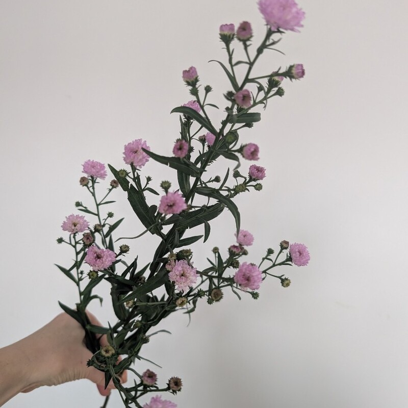 Астра кустовая 