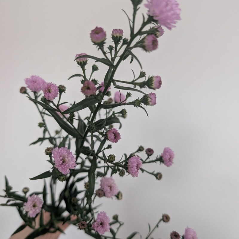 Астра кустовая 