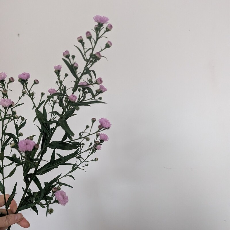 Астра кустовая 