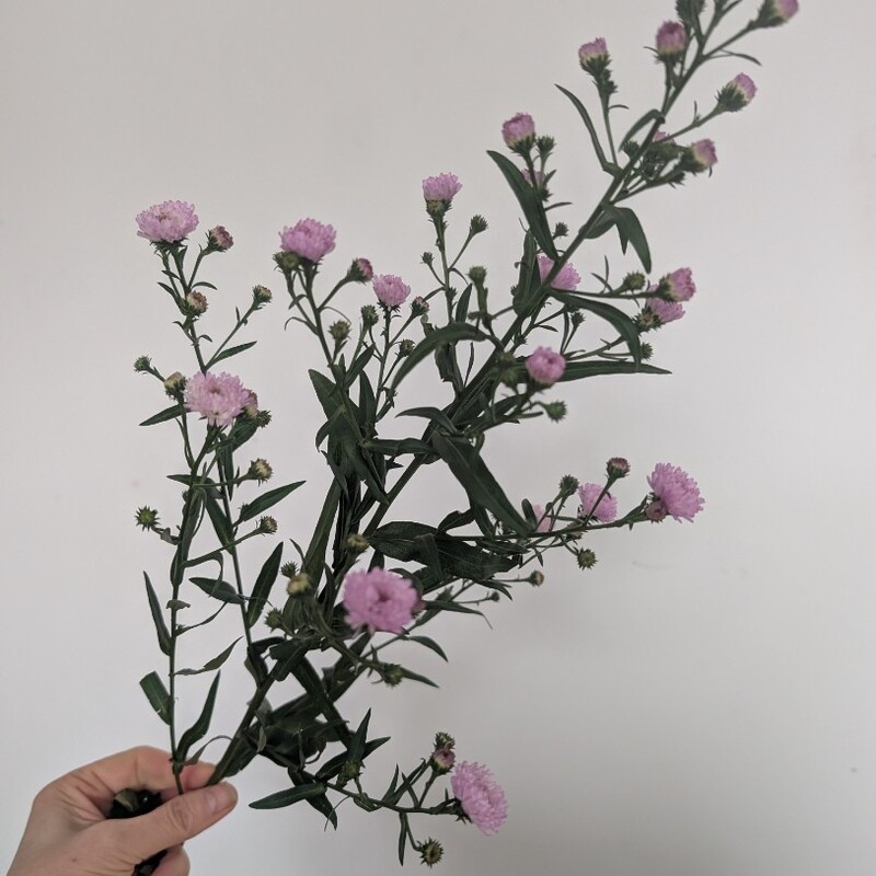 Астра кустовая 