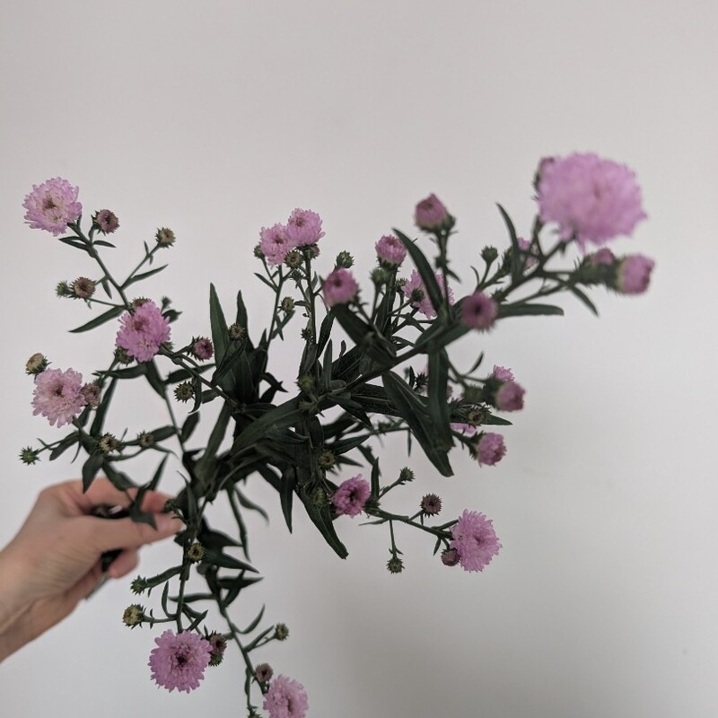 Астра кустовая 