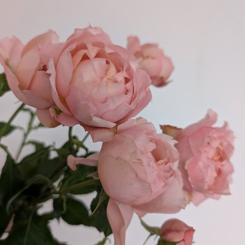 Роза кустовая пионовидная 