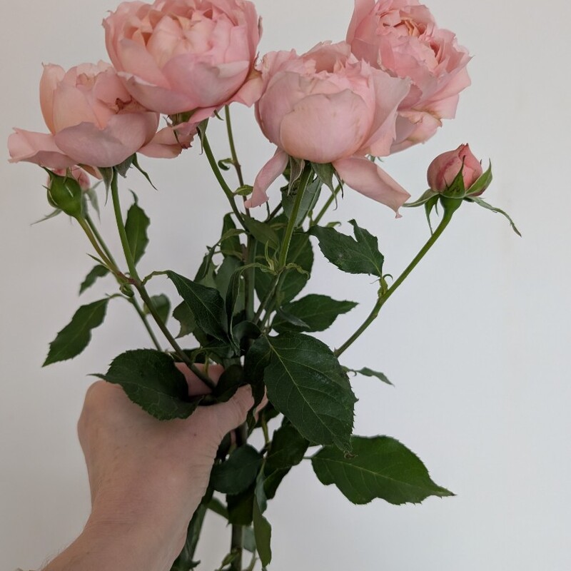 Роза кустовая пионовидная 