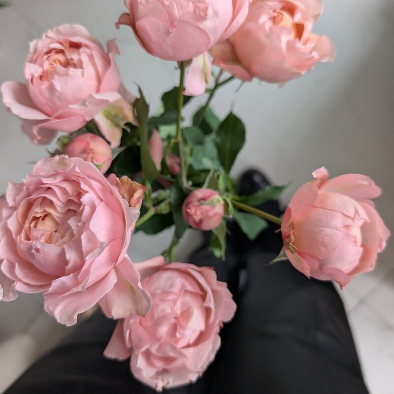 Роза кустовая пионовидная 