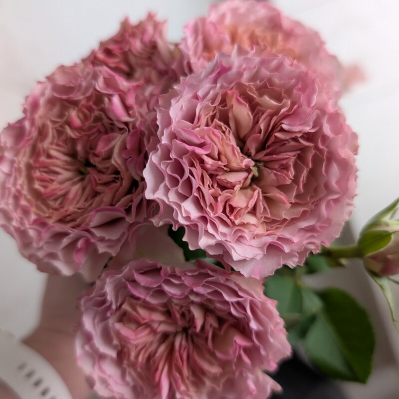 Роза кустовая пионовидная лавандовая