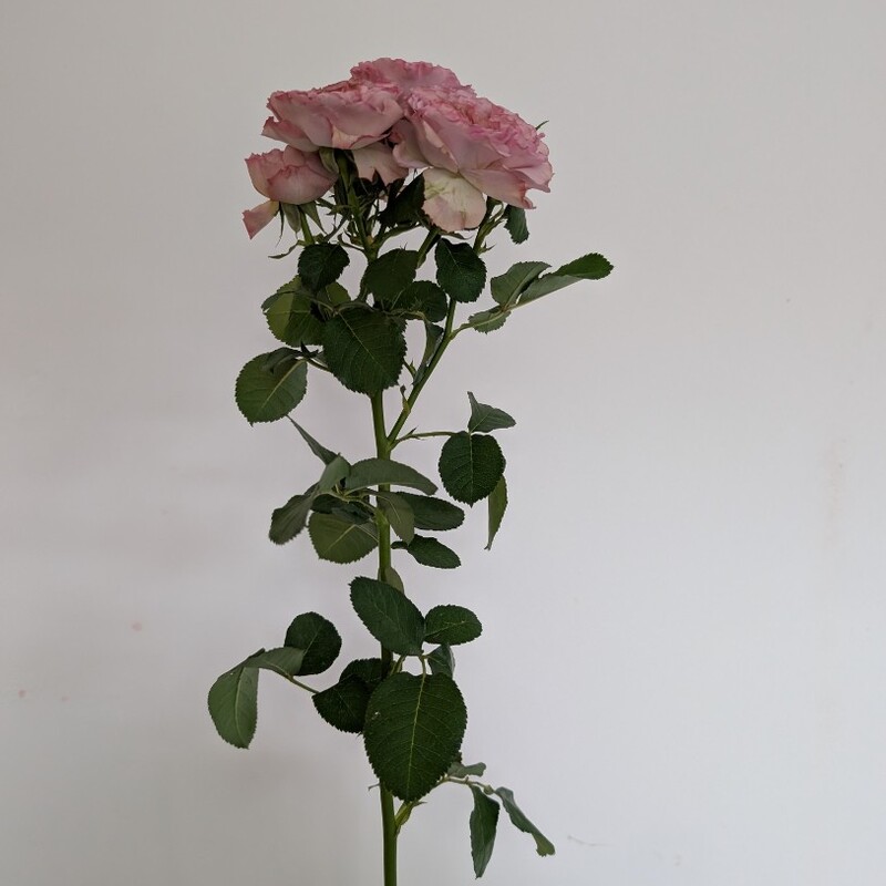 Роза кустовая пионовидная лавандовая