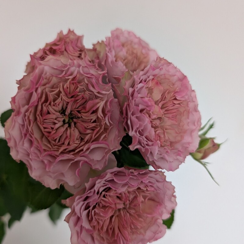 Роза кустовая пионовидная лавандовая