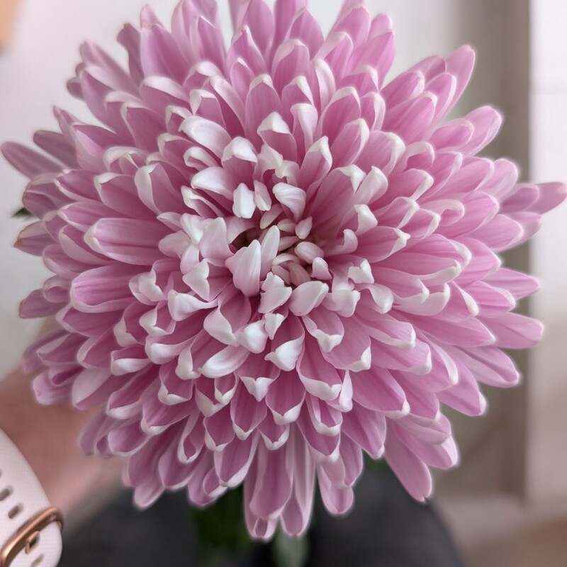 Хризантема лавандовая