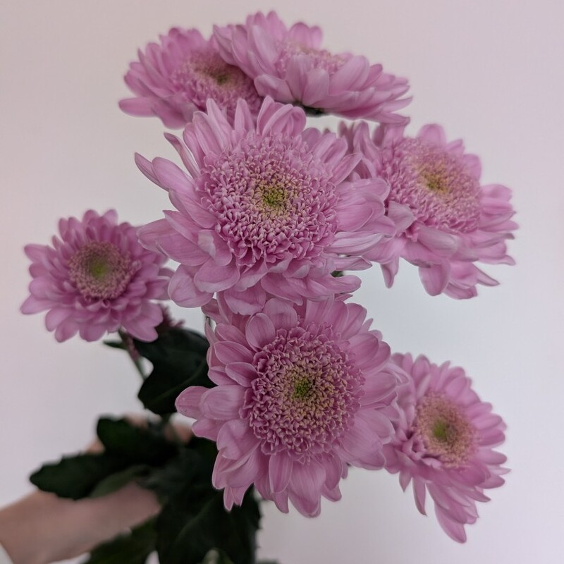 Хризантема кустовая лавандовая