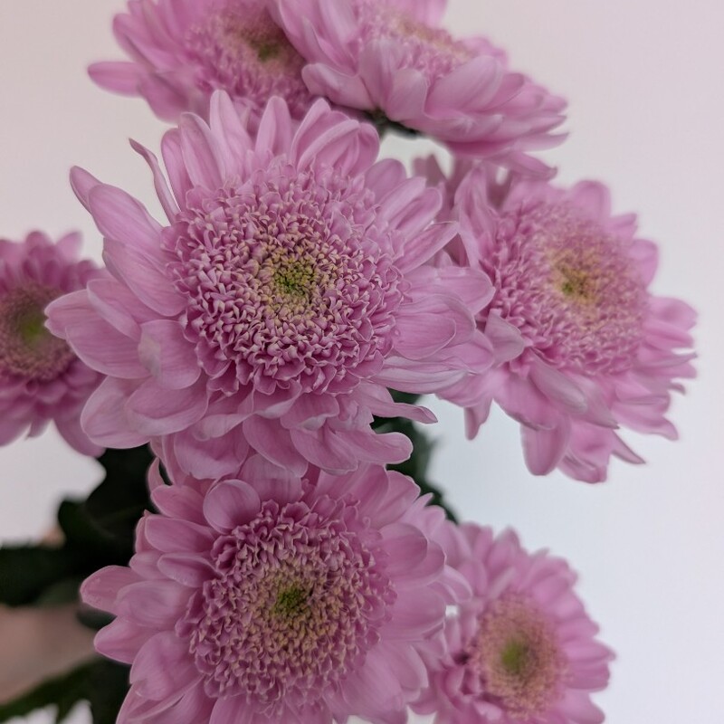 Хризантема кустовая лавандовая