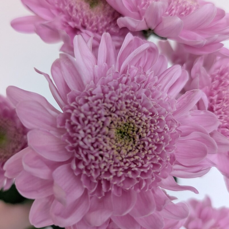 Хризантема кустовая лавандовая